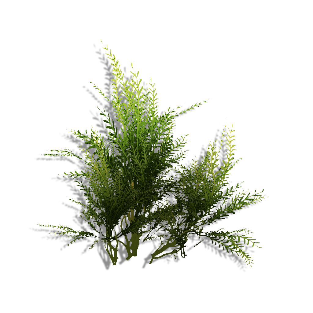 Preview of Sprig Bush