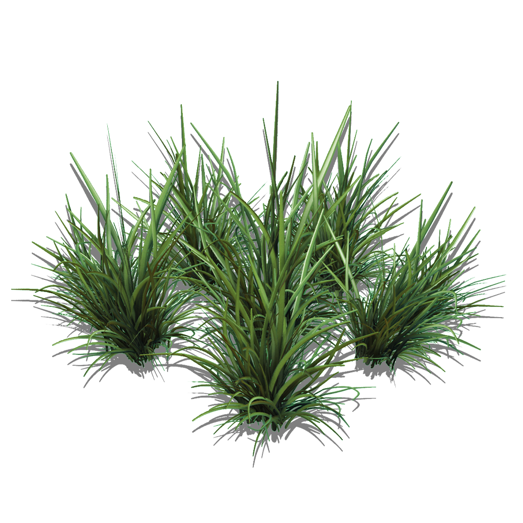 Preview of Tall Spikegrass