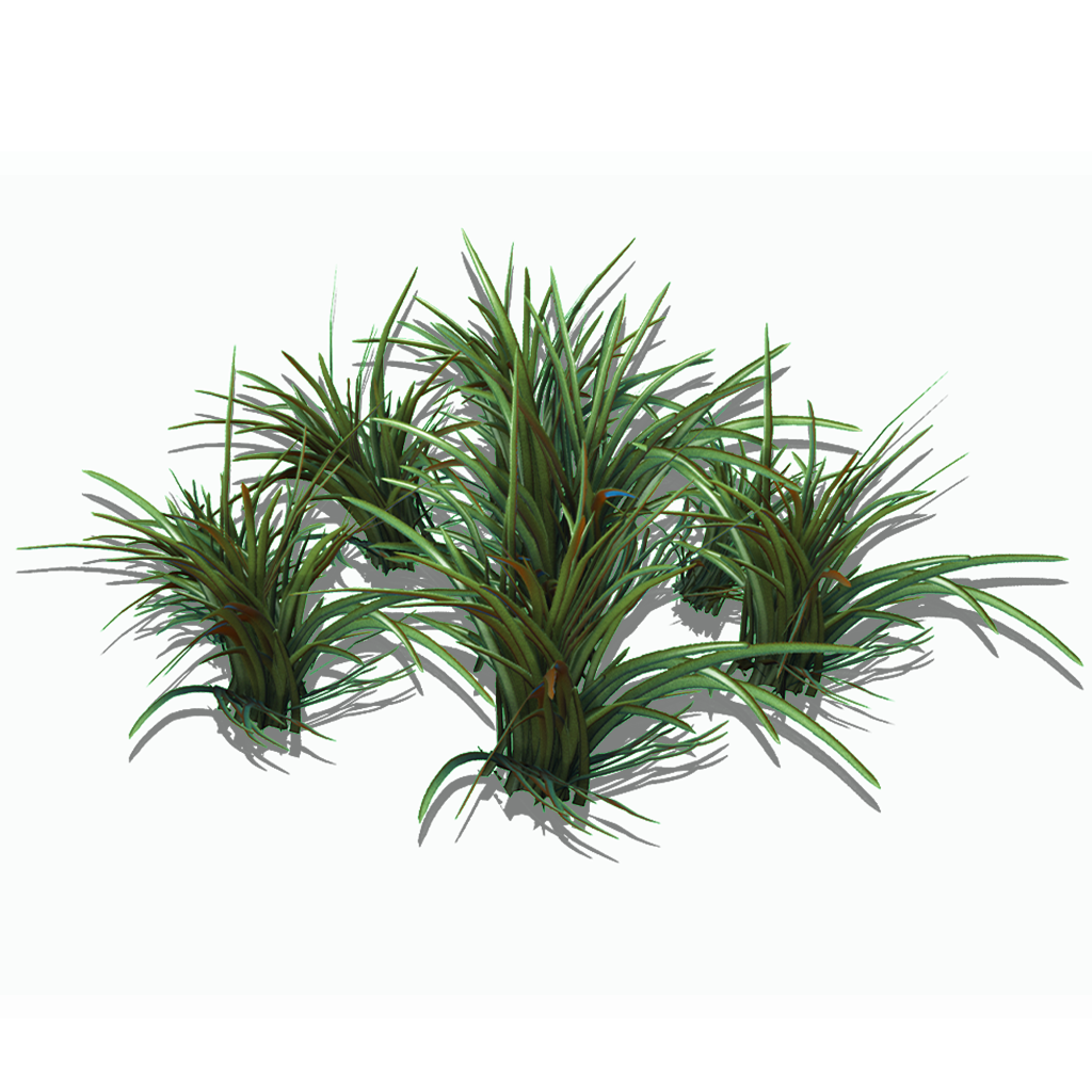 Preview of Short Spikegrass